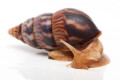 Limicolaria numidica Cameroon dark stripes adult, 55mm